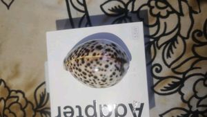 Beautiful Sea Shell Paperweight