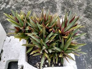 2 Rhoeo (Moses-in-the-Cradle)