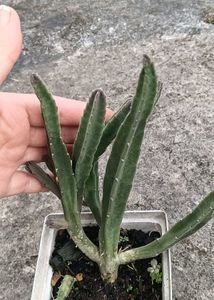 Maroon Cup Succulent
