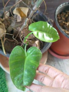 2 Plant Combo