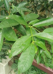 Mahkota Dewali Dried Leaf For Diabetics