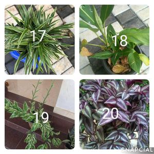You Can Select 10 Live Root Plants