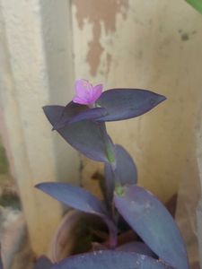 Purple Heart Plant