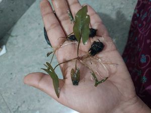 Plants For Kunal