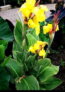 Variegated Canna Id-striped Beauty