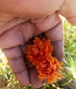 Combo Of 3 Plants @ Low Price