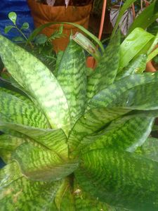 Snake Plant