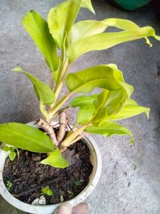 Mix Plants