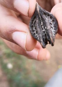 Bat Head Root,Thelukondi Kaya, Vinchu Devil Seeds