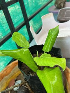 Indor Plant + Free Plan