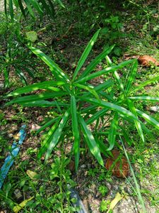 Yellow Oleander Plant
