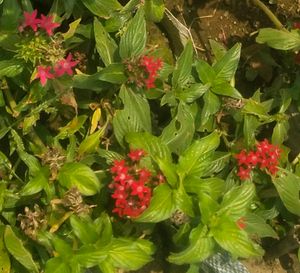 Pentas All Seasion Flowering Plant