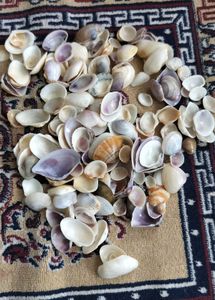 Sea Shells For Decor