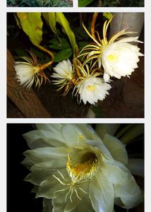 Brahmkamal and Dragonfruit plant