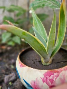 Elegant Floral Succulent in Earthen Pot