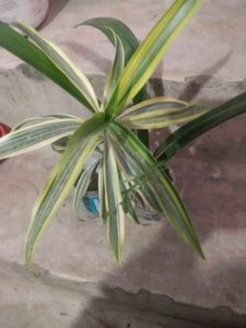 Combo  2 Plant Song Of India Or Red Lilly Flower