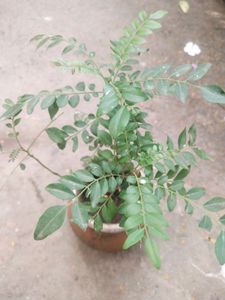 Curry Leaves Healthy Plant With Root