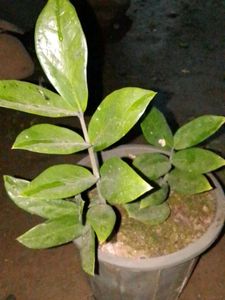 zz plant