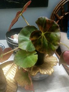 Begonia Plant with Decorative Pot