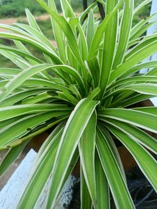 Spider Plant