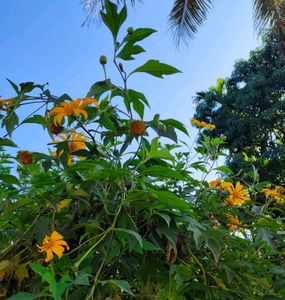 Tithonia Diversifolia (Mexican Sunflower)