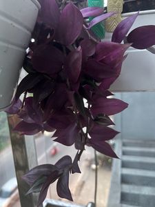 Beautiful hanging plant wandering jew
