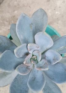 Variegated Succulent