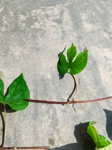 Six Morning Glory Saplings