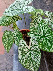 Xmas Caladium