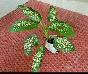 Set 2 Money &amp; Dieffenbachias Amoen Plants