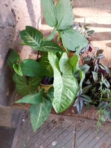 Combo Indoor Oxygen Plants