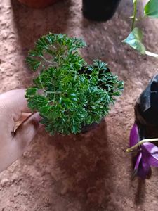 Indoor And Outdoor Plants