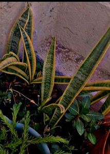Combo Of 8 Plants For Kitchen Garden