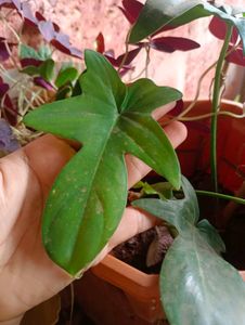 10 New Plants