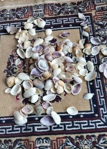 Sea Shells For Decor