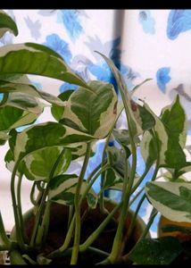 N Joy Pothos