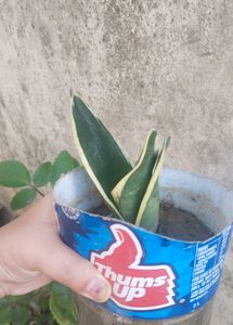 Snake Plant