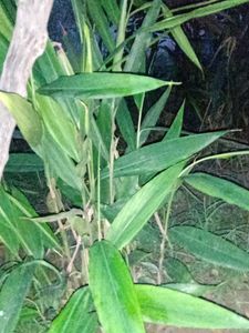 Elachi Plant (Cardamom)