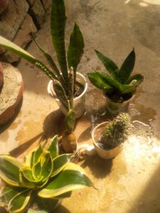 All 5 Variety Permanant Showing Plant