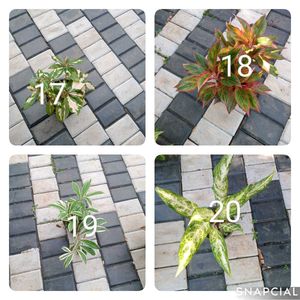 You Can Select 10 Live Root Plants