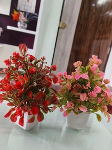 2 Combo Flower With Vash