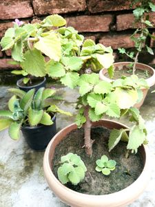 Combo (Ajwain Plant Cutting + Sadabahar Plan