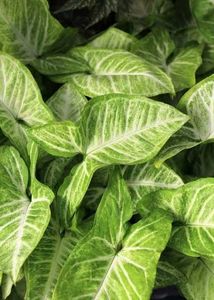 Indoor/Outdoor Plants