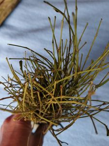 Natural Neem Toothpicks