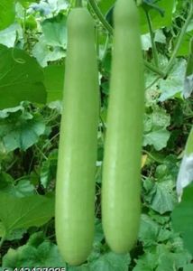 Papaya And Lau Combo Seeds Both Pack Of  50 Pieces