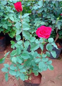 Rose plants