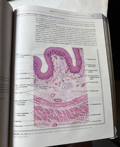 diFiors Atlas Of Histology For Medical Student