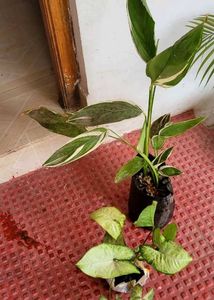 Set 2 Arrowhead &amp; Never.. Plants