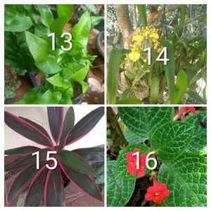 you can select 10 Live root plants