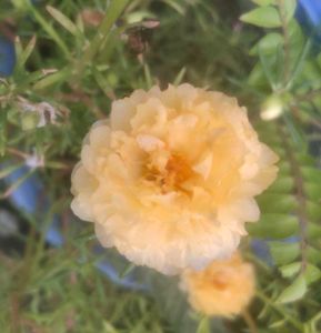 Portulaca Moss Rose Plant variegated and yellow